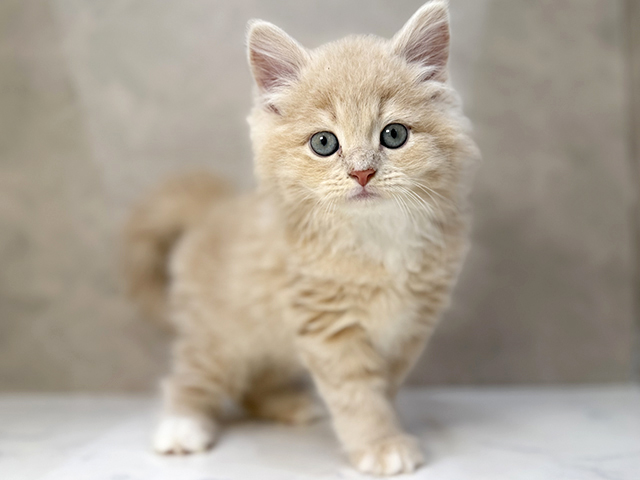 広島県のサイベリアン (ペッツファースト宇品店/2025年12月11日生まれ/男の子/クリームタビー)の子猫の1枚目の画像