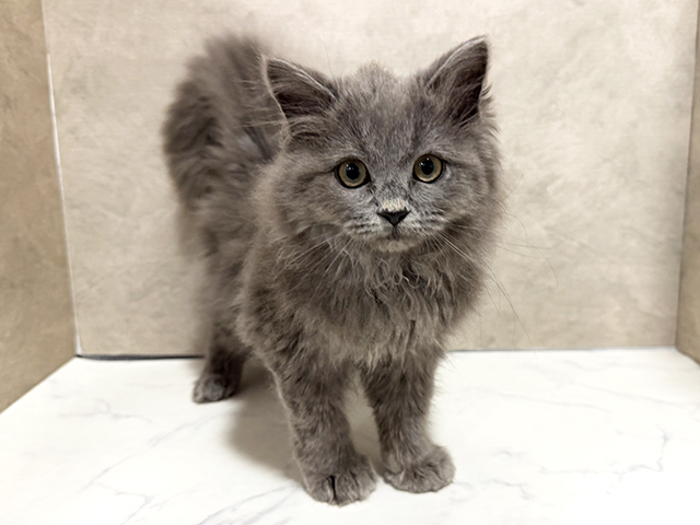 千葉県のサイベリアン (ペッツファースト稲毛店/2025年12月11日生まれ/男の子/ブルー)の子猫の1枚目の画像