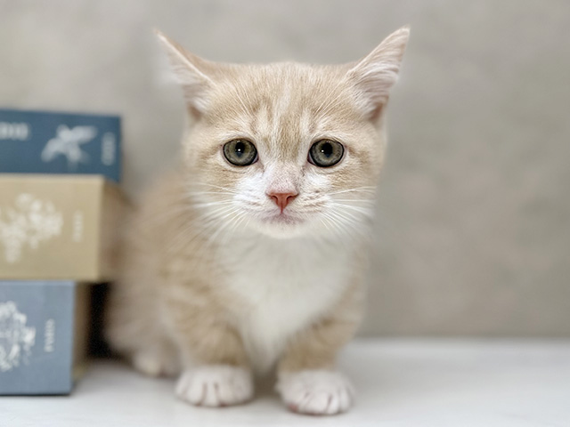 埼玉県のマンチカン (ペッツファースト川口店/2025年12月11日生まれ/女の子/クリームタビーホワイト)の子猫の1枚目の画像