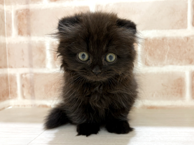 マンチカン, 性別 男の子, 誕生日 2025/12/10, 毛色 ブラック, 出身 埼玉県, 店舗 for cats横浜元町店(神奈川県), お問い合わせ番号 2509953