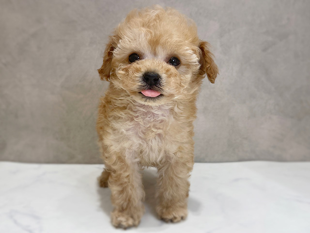 千葉県のトイプードル(タイニー) (ペッツファーストららぽーとTOKYO-BAY店/2025年12月10日生まれ/男の子/アプリコット)の子犬