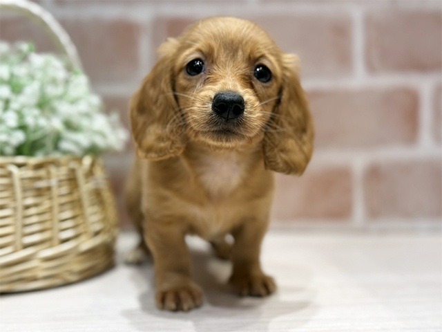 大阪府のミニチュアダックスフンド(ロング) (ペッツファースト北心斎橋店/2025年12月11日生まれ/女の子/ゴールド)の子犬