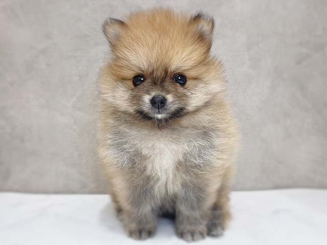 千葉県のポメラニアン (ペッツファーストららぽーとTOKYO-BAY店/2025年12月11日生まれ/女の子/オレンジ)の子犬