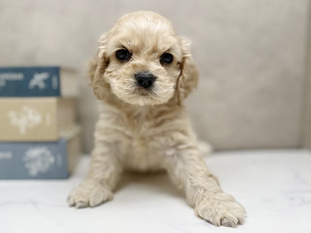 アメリカンコッカースパニエル