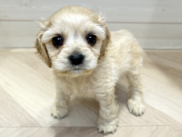 大阪府のアメリカンコッカースパニエル (ペッツファーストららぽーと門真店/2025年12月11日生まれ/女の子/バフ)の子犬