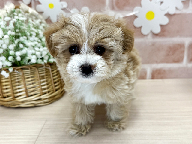 鹿児島県のマルプー(マルチーズ×プードル) (ペッツファースト鹿児島店/2025年12月11日生まれ/女の子/オレンジフォーンホワイト)の子犬の1枚目の画像