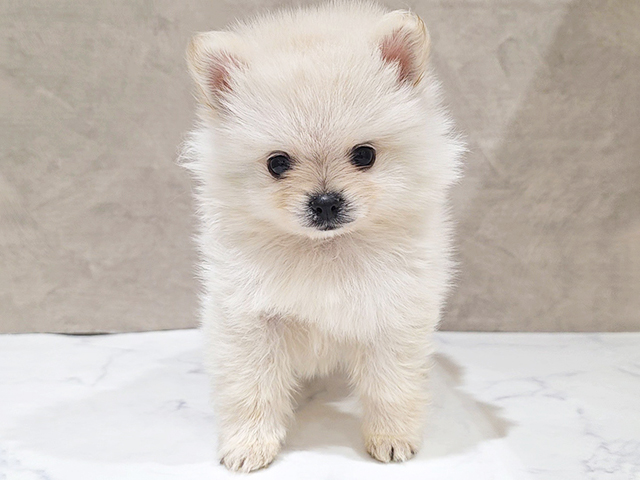 東京都のポメチワ/チワポメ/ポメチー(ポメラニアン×チワワ) (ペッツファースト中野店/2025年12月11日生まれ/男の子/クリーム)の子犬の1枚目の画像