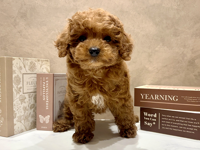 奈良県のトイプードル(タイニー) (ペッツファースト橿原店/2025年12月8日生まれ/男の子/レッド)の子犬