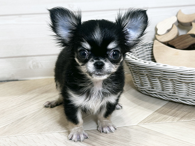 東京都のチワワ(ロング) (ペッツファースト昭島店/2025年12月11日生まれ/女の子/ブラックタンホワイト)の子犬の1枚目の画像