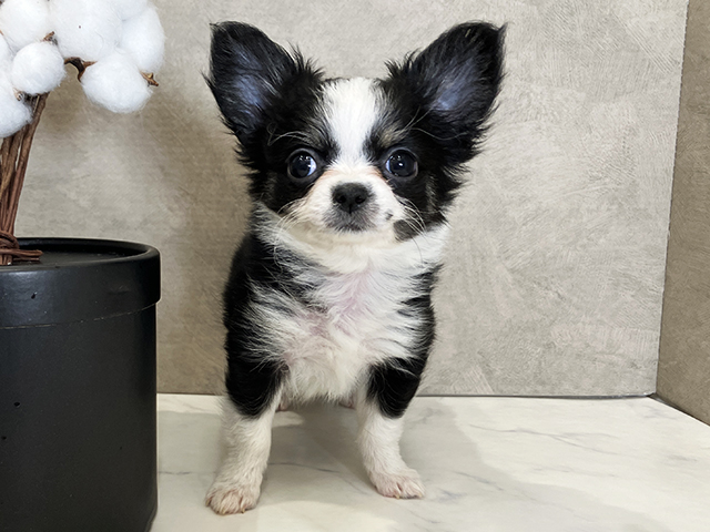 広島県のチワワ(ロング) (ペッツファースト広島祇園店/2025年12月11日生まれ/男の子/ブラックタンホワイト)の子犬の1枚目の画像