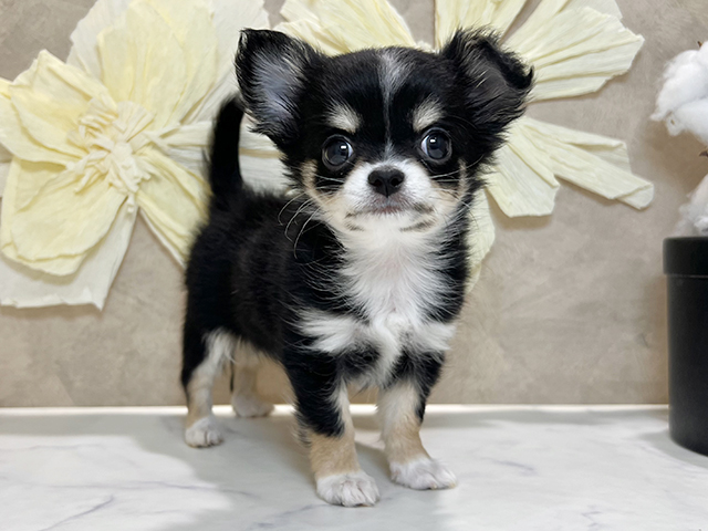 兵庫県のチワワ(ロング) (ペッツファースト神戸三宮センター街店/2025年12月9日生まれ/女の子/ブラックタンホワイト)の子犬の1枚目の画像
