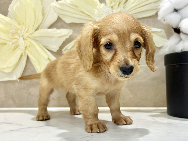 兵庫県のミニチュアダックスフンド(ロング) (ペッツファースト神戸三宮センター街店/2025年12月11日生まれ/女の子/ゴールド)の子犬