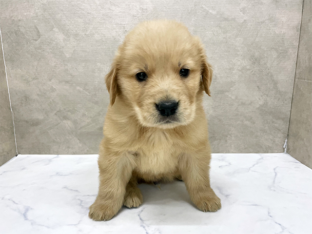 東京都のゴールデンレトリバー (ペッツファースト八王子多摩美大前店/2025年12月11日生まれ/男の子/ゴールデン)の子犬の1枚目の画像