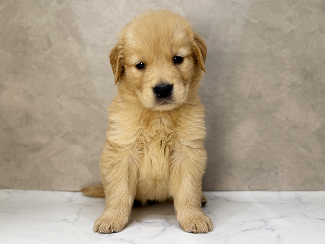 東京都のゴールデンレトリバー (ペッツファーストららぽーと立川立飛店/2025年12月11日生まれ/女の子/ゴールデン)の子犬の1枚目の画像