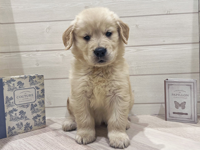 愛知県のゴールデンレトリバー (ペッツファースト岡崎店/2025年12月11日生まれ/女の子/ゴールデン)の子犬の1枚目の画像
