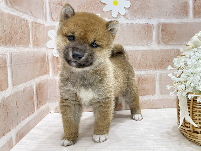 福岡県の豆柴 (ペッツファースト筑紫野店/2025年12月11日生まれ/男の子/赤)の子犬の1枚目の画像