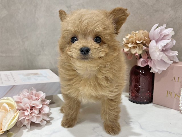 東京都のポメプー(ポメラニアン×プードル) (ペッツファースト新宿店/2025年12月11日生まれ/男の子/アプリコット)の子犬