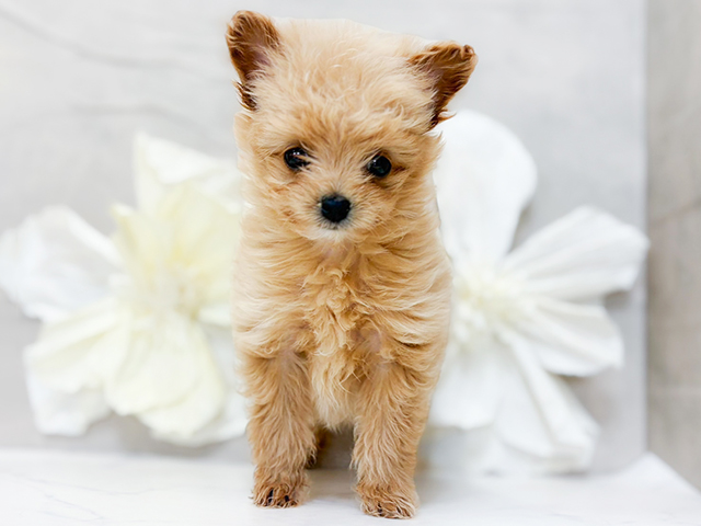 東京都のポメプー(ポメラニアン×プードル) (ペッツファースト恵比寿店/2025年12月11日生まれ/女の子/クリーム)の子犬の1枚目の画像