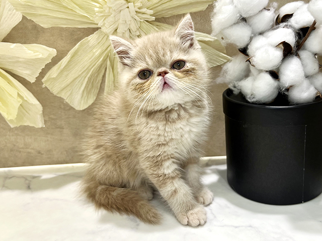 兵庫県のエキゾチックショートヘアー (ペッツファースト神戸三宮センター街店/2025年12月10日生まれ/男の子/クリームタビー)の子猫