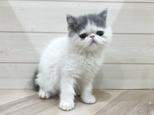 エキゾチック(ショートヘア), 性別 男の子, 誕生日 2025/12/10, 毛色 ブルータビーホワイト, 出身 宮崎県, 店舗 福岡天神店(福岡県), お問い合わせ番号 2542077