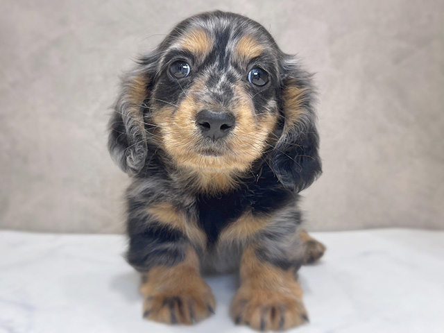 千葉県のカニンヘンダックスフンド(ロング) (ペッツファーストららぽーとTOKYO-BAY店/2025年12月7日生まれ/男の子/シルバーダップル)の子犬