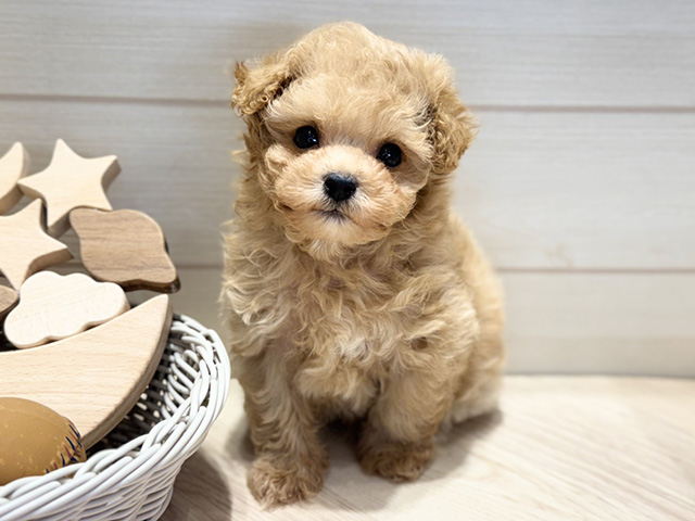群馬県のマルプー(マルチーズ×プードル) (ペッツファースト高崎店/2025年12月11日生まれ/男の子/クリーム)の子犬の1枚目の画像