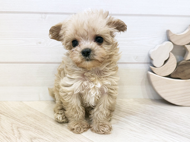 東京都のマルプー(マルチーズ×プードル) (ペッツファースト麻布十番店/2025年12月11日生まれ/女の子/クリーム)の子犬