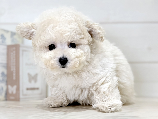 トイプードル