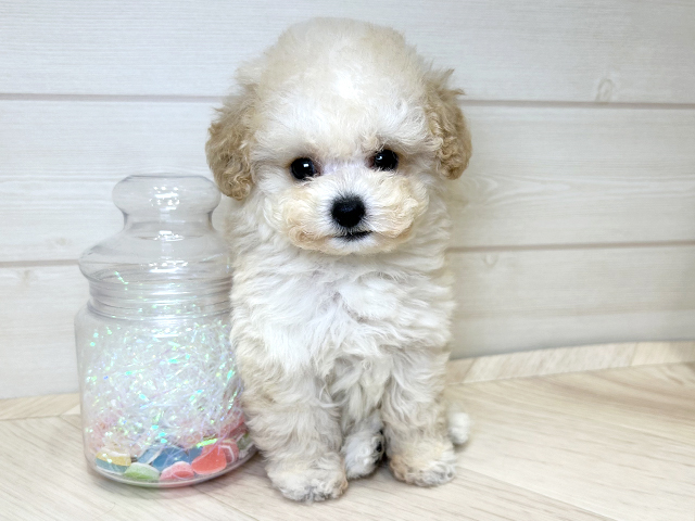 大阪府のトイプードル(ティーカップ) (ペッツファーストららぽーと門真店/2025年12月11日生まれ/女の子/ペールフォーン)の子犬