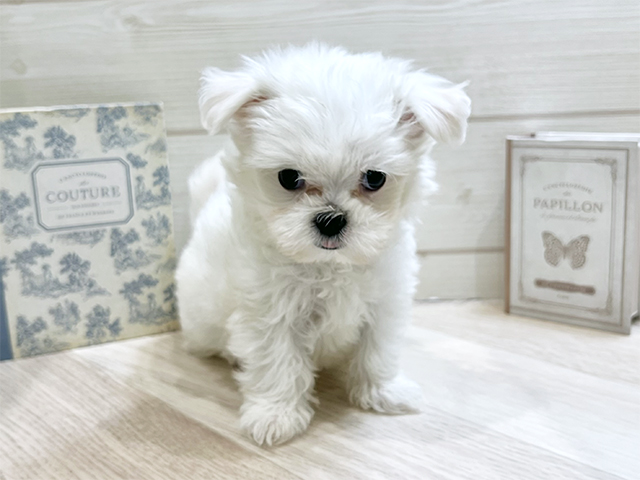 愛知県のチワマル/マルチワ(チワワ×マルチーズ) (ペッツファースト岡崎店/2025年12月11日生まれ/女の子/ホワイト)の子犬の1枚目の画像