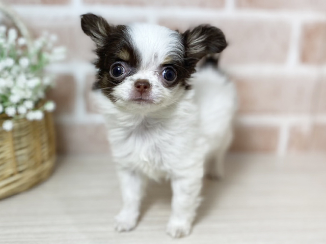 広島県のチワワ(ロング) (ペッツファースト広島本通店/2025年12月11日生まれ/女の子/ホワイトチョコレートタン)の子犬の1枚目の画像