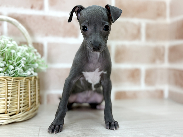 福岡県のイタリアングレーハウンド (ペッツファースト直方店/2025年12月11日生まれ/男の子/ブルー)の子犬