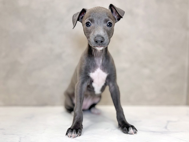 イタリアングレーハウンド