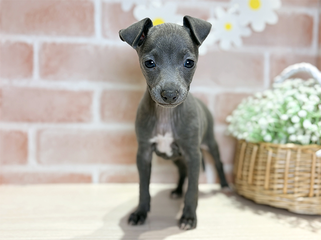 岡山県のイタリアングレーハウンド (ペッツファースト倉敷店/2025年12月11日生まれ/女の子/ブルー)の子犬の1枚目の画像