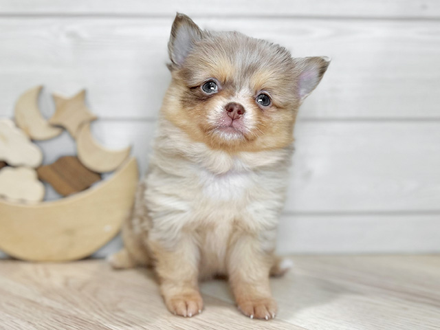 東京都のポメチワ/チワポメ/ポメチー(ポメラニアン×チワワ) (ペッツファースト吉祥寺本店/2025年12月10日生まれ/女の子/チョコレートマール)の子犬