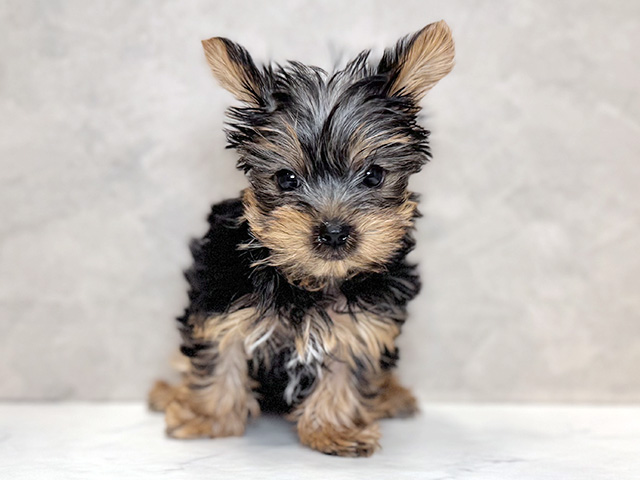 埼玉県のヨークシャーテリア (ペッツファーストPETEMOレイクタウンmori店/2025年12月11日生まれ/男の子/スチールブルータン)の子犬の1枚目の画像