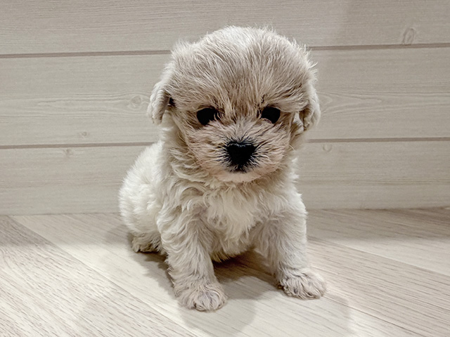 東京都のペキプー(ペキニーズ×プードル) (ペッツファースト豊洲店/2025年12月10日生まれ/女の子/クリーム)の子犬の1枚目の画像