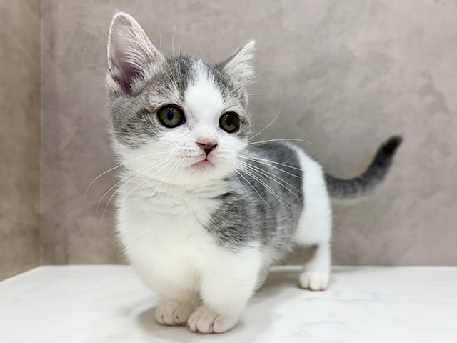 大阪府のマンチカン (ペッツファースト心斎橋本店/2025年12月9日生まれ/女の子/ブルータビーホワイト)の子猫の1枚目の画像