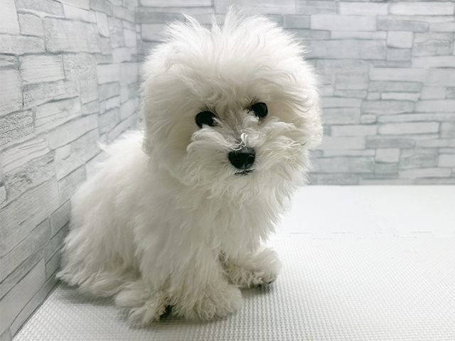 神奈川県のビションフリーゼ (ペッツファースト横浜瀬谷店/2025年11月15日生まれ/男の子/ホワイト)の子犬の1枚目の画像