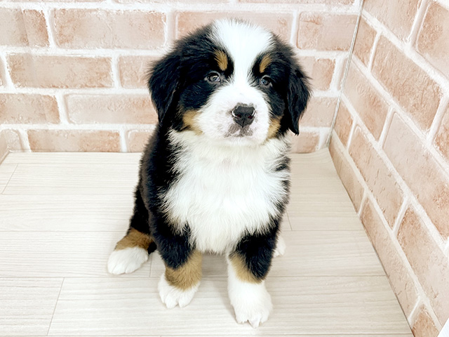 東京都のバーニーズマウンテンドッグ (ペッツファースト八王子多摩美大前店/2025年12月13日生まれ/男の子/ブラックラストホワイト)の子犬
