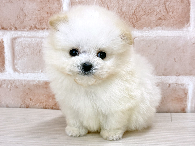 東京都のチワプー/プーチー(チワワ×プードル) (ペッツファースト八王子多摩美大前店/2025年12月13日生まれ/男の子/ホワイト)の子犬