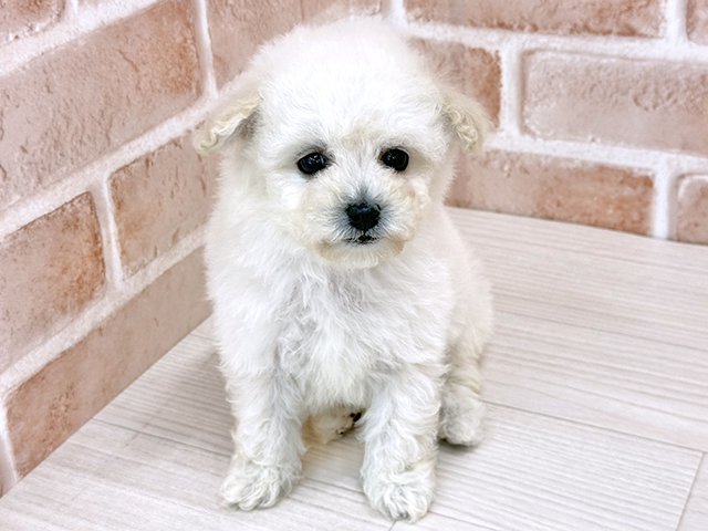 東京都のビションプー(ビションフリーゼ×プードル) (ペッツファースト八王子多摩美大前店/2025年12月12日生まれ/女の子/ホワイト)の子犬の1枚目の画像