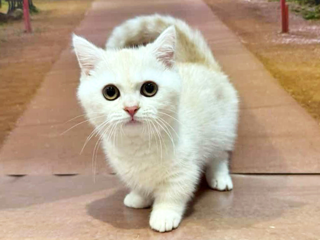 埼玉県のマンチカン (ペッツファースト与野店/2025年11月29日生まれ/男の子/クリームタビー)の子猫の1枚目の画像