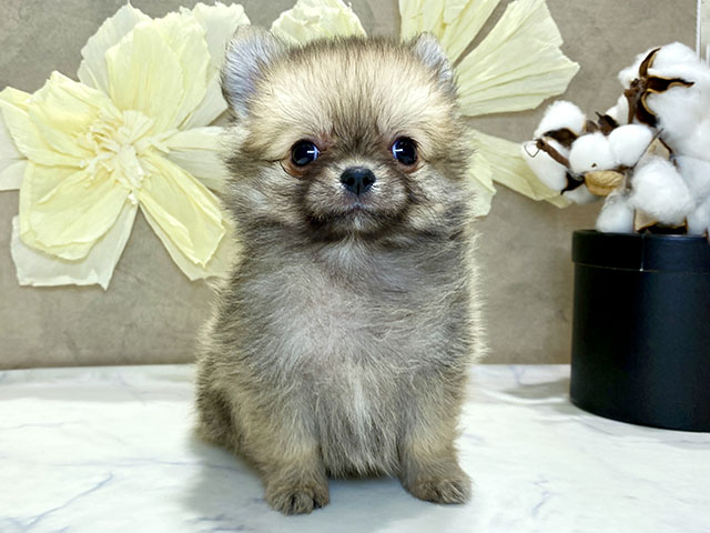 兵庫県のポメチワ/チワポメ/ポメチー(ポメラニアン×チワワ) (ペッツファースト神戸三宮店/2025年12月12日生まれ/女の子/オレンジ)の子犬