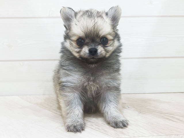 福岡県のポメチワ/チワポメ/ポメチー(ポメラニアン×チワワ) (ペッツファースト福岡天神店/2025年12月12日生まれ/女の子/オレンジ)の子犬の1枚目の画像