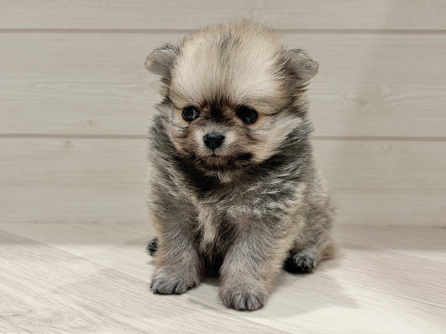 東京都のポメチワ/チワポメ/ポメチー(ポメラニアン×チワワ) (ペッツファースト豊洲店/2025年12月12日生まれ/女の子/オレンジ)の子犬の1枚目の画像