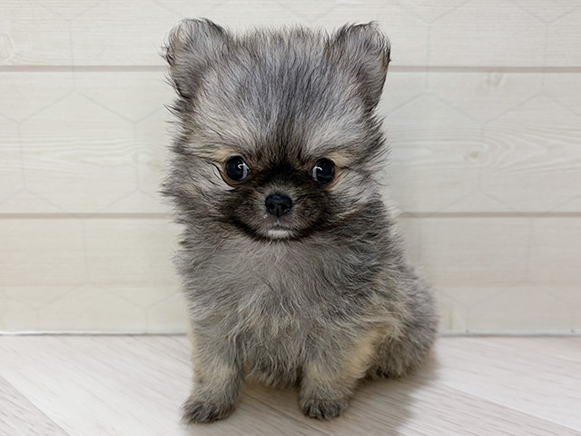 埼玉県のポメチワ/チワポメ/ポメチー(ポメラニアン×チワワ) (ペッツファーストレイクタウン店/2025年12月12日生まれ/女の子/オレンジ)の子犬