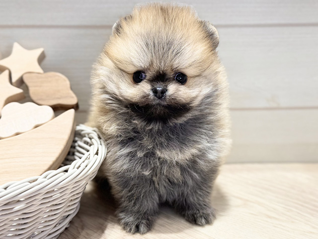 群馬県のポメラニアン (ペッツファースト高崎店/2025年12月12日生まれ/男の子/オレンジ)の子犬