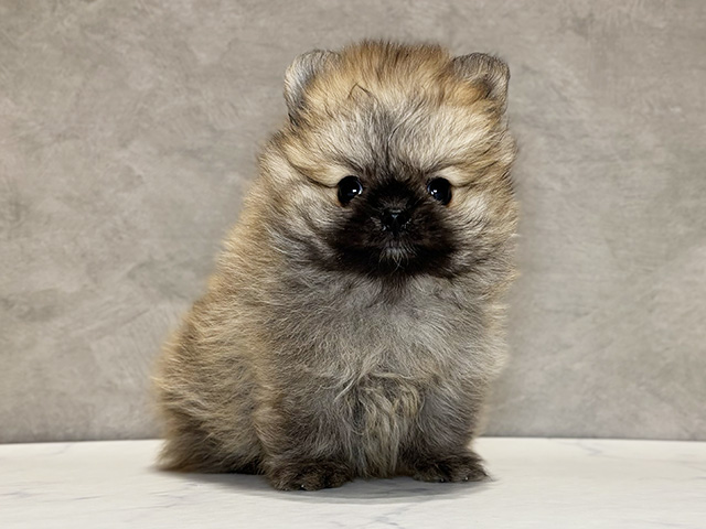 東京都のポメラニアン (ペッツファースト神楽坂店/2025年12月12日生まれ/男の子/オレンジ)の子犬の1枚目の画像