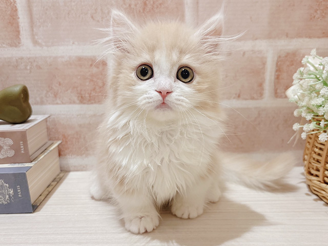 東京都のミヌエット (ペッツファースト自由が丘店/2025年12月5日生まれ/女の子/クリームタビーホワイト)の子猫の1枚目の画像